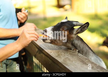 Goat eating a carrot from hand at a farm. High quality photo Stock Photo