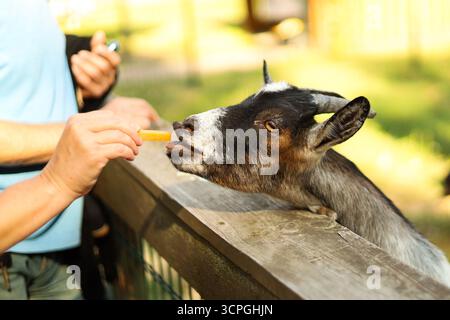 Goat eating a carrot from hand at a farm. High quality photo Stock Photo