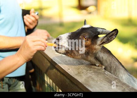 Goat eating a carrot from hand at a farm. High quality photo Stock Photo