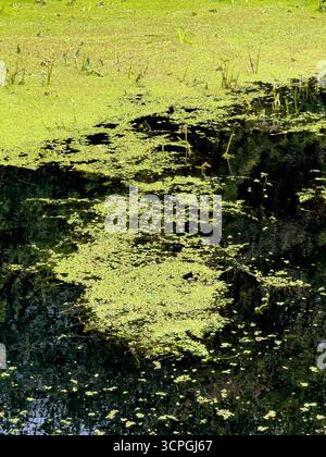 Close-up view of duckweed covering the surface of the River Foss in York, England. Stock Photo