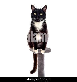 Tuxedo cat perched on a grey scratching post, looking alert against a white background. Stock Photo