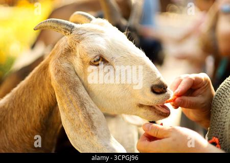 Goat eating a carrot from hand at a farm. High quality photo Stock Photo