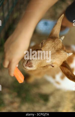 Goat eating a carrot from hand at a farm. High quality photo Stock Photo