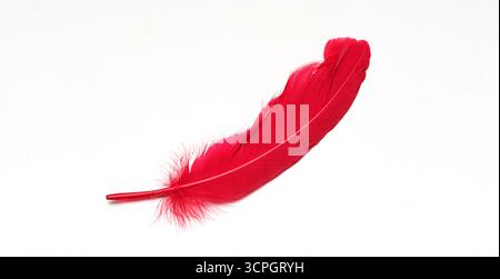 Red feather isolated on white background. Minimalistic comfort design. Simplicity and elegance concept. Stock Photo