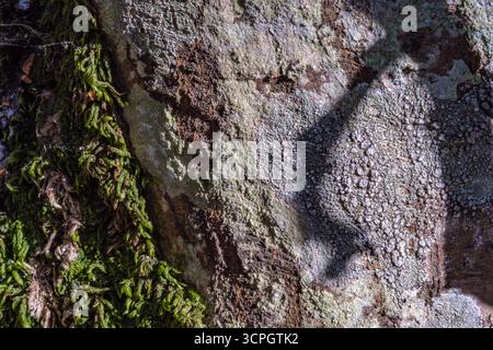 A tree trunk with moss growing on it and a shadow of a branch. Unique natural background. The wonderful nature detail of our planet. Stock Photo