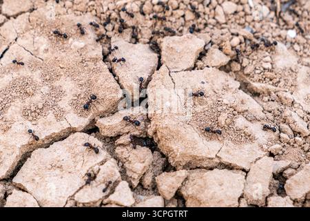 Ants crawling on dry soil. Worth wild life preserve. Top view, selective focus Stock Photo