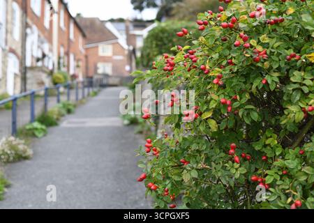 Rose hips by a lane Stock Photo