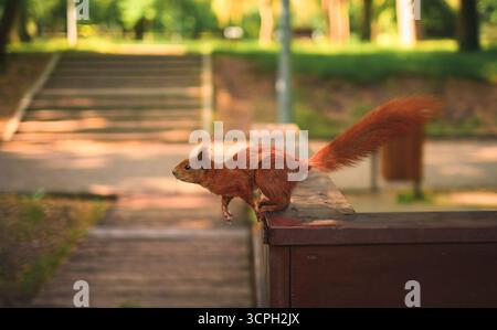 Red squirrel jumping Stock Photo