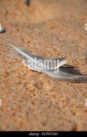A delicate, close-up photograph of a single brown bird feather resting on the sand among tiny seashells. Stock Photo