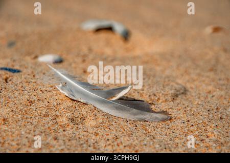 A delicate, close-up photograph of a single brown bird feather resting on the sand among tiny seashells. Stock Photo