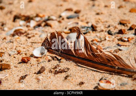 A delicate, close-up photograph of a single brown bird feather resting on the sand among tiny seashells. Stock Photo