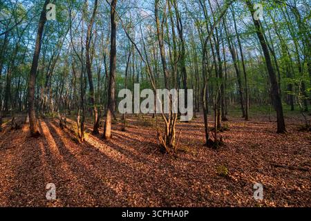 Tranquil forest scene with warm light and shadows. Illuminated by warm golden light of the rising sun, casting long shadows on the forest floor. Stock Photo