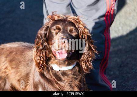 A happy brown chocolate cocker spaniel  dog with curly fur  and tongiue out stands on a paved road next to a person Stock Photo