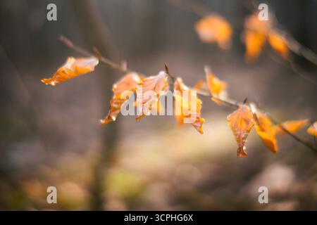 Beech tree leaves in fall Stock Photo