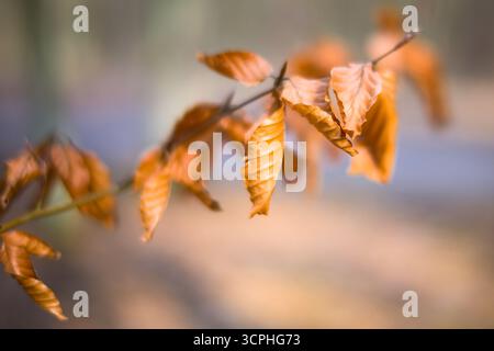 Beech tree leaves in fall Stock Photo