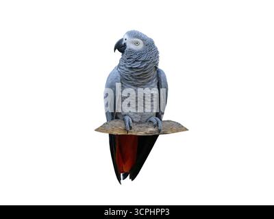 grey parrot isolated on white background Stock Photo
