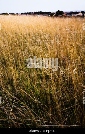 A field of grass in seed at Filey, North Yorkshire Stock Photo