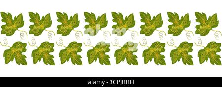 Seamless border of old green leaves. Autumn old spotted grape leaves on white background. Traditional floral ornament. Autumnal plant seasonal pattern Stock Vector