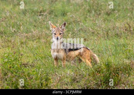 Black-backed Jackal Alert in Tall Green Grass of Lake Nakuru National Park Stock Photo