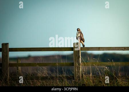 Common Buzzard perched on fence post on look out for prey. England. Stock Photo
