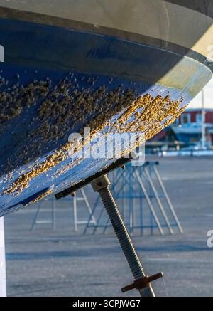 Barnacle covering a blue boat hull Stock Photo