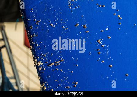 Barnacle covering a blue boat hull Stock Photo