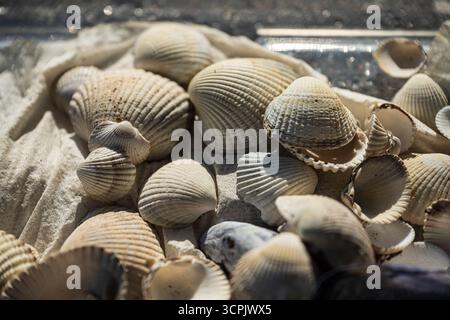 Close up of sunlit seashells on sandy cloth Stock Photo