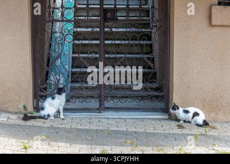 Two black and white cats interact near a gated entrance in an urban alley. The stone pathway and beige walls suggest a peaceful, quiet neighborhood se Stock Photo