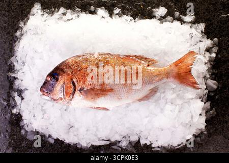 Red Seabream (Pagrus major) on Crushed Ice, Overhead Stock Photo