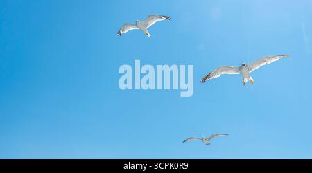 Multiple seagulls glide through the bright blue sky, showcasing their wings against the backdrop of a sunny day by the ocean. The scene captures the e Stock Photo
