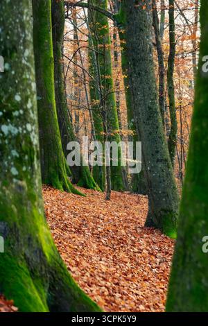 Fairytale beechwood forest with tall trees covered in green moss, vibrant autumn leaves carpeting the ground, creating a serene and tranquil natural e Stock Photo