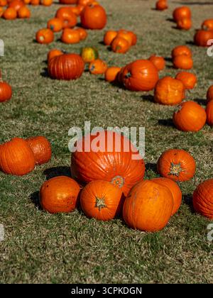 lots of pumpkins on the lawn Stock Photo