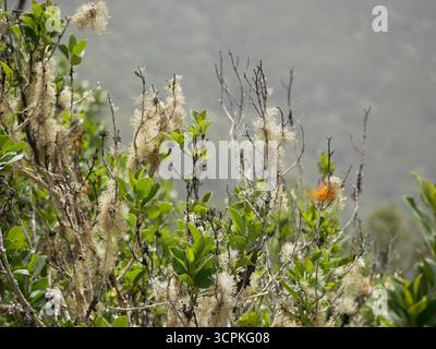Usnea Lichen on Tree Branches in Anaga Forest, Tenerife Stock Photo
