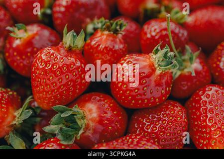 Fresh red strawberry background. Strawberries close-up, high resolution photography. Stock Photo