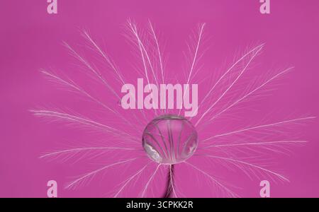 Droplet on dandelion clock with pink background Stock Photo
