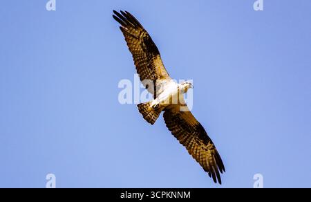 An osprey soars through the clear blue sky, its wings spread wide as it hunts for fish. Stock Photo