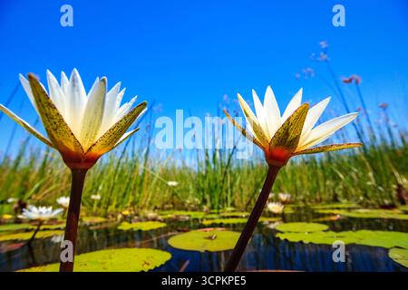 Two white water lilies stand tall in a pond, their petals reaching towards the clear blue sky, surrounded by lily pads and other aquatic plants, creating a serene and picturesque scene. Stock Photo