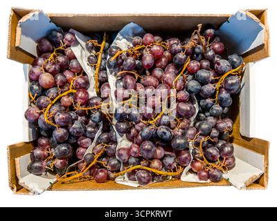 Clusters of red grapes in a cardboard crate  in top view isolated on white with clipping path included Stock Photo