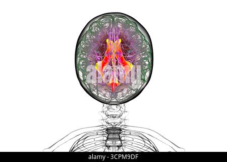 Human Visual System Csf Ventricular system of the brain, illustration. The ventricles are ...