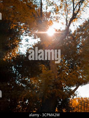 Low angle view of sunlight streaming through trees in forest Stock Photo