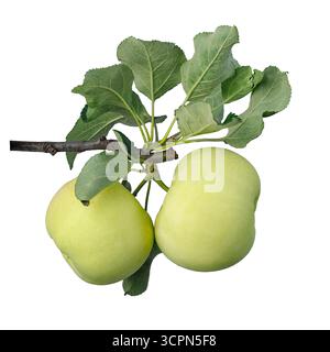 Branch with two green apples isolated on white Stock Photo