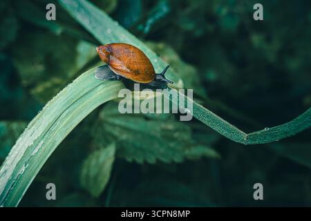 Snail on leaf Stock Photo