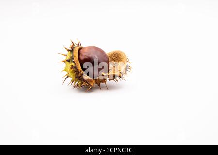 Close-up of a single shiny brown horse chestnut conker isolated on a white background. Stock Photo