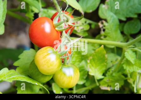 Fresh tomatoes on the vine showing different stages of ripeness, from green to yellow to red. Stock Photo