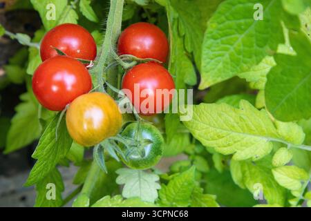 Fresh tomatoes on the vine showing different stages of ripeness, from green to yellow to red. Stock Photo