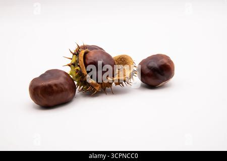 Close-up of shiny brown horse chestnut conkers displayed against a clean white background. Stock Photo