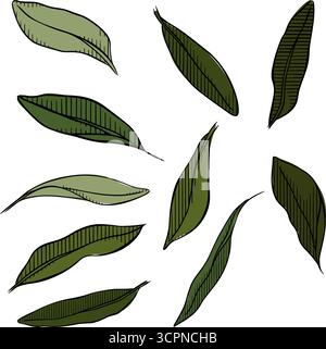 Set of Realistic Green Leaves Collection. Vector graphic line ink colored illustration. Silhouette sign for logo, print, comics, fashion, pop art, boa Stock Vector