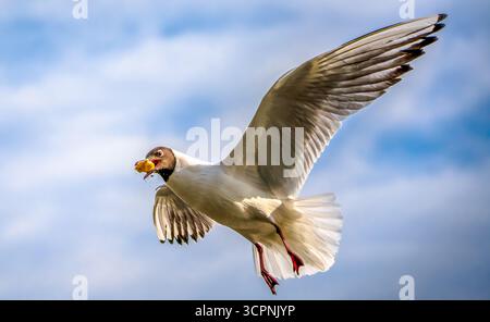 Graceful Seagull in Flight with Spread Wings Captured Mid-Air Holding Food Against a Bright Blue Sky Stock Photo
