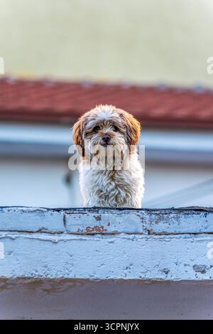 Adorable fluffy small dog standing on a rooftop edge in Tirana, Albania, looking down with curious and gentle expression Stock Photo