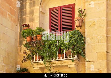 Charming balcony with metal railings, shutters, vibrant greenery and flowers in terracotta pots on a yellow limestone wall. Mediterranean architecture Stock Photo